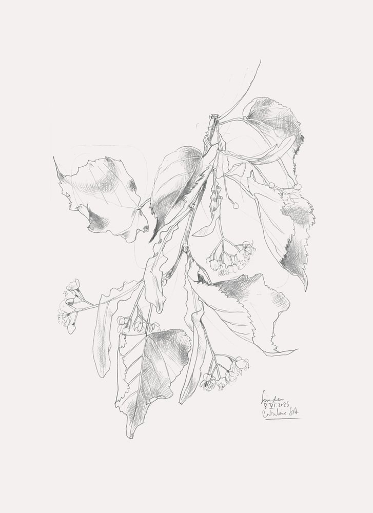 En fin skiss av lind av Catalina Somolinos