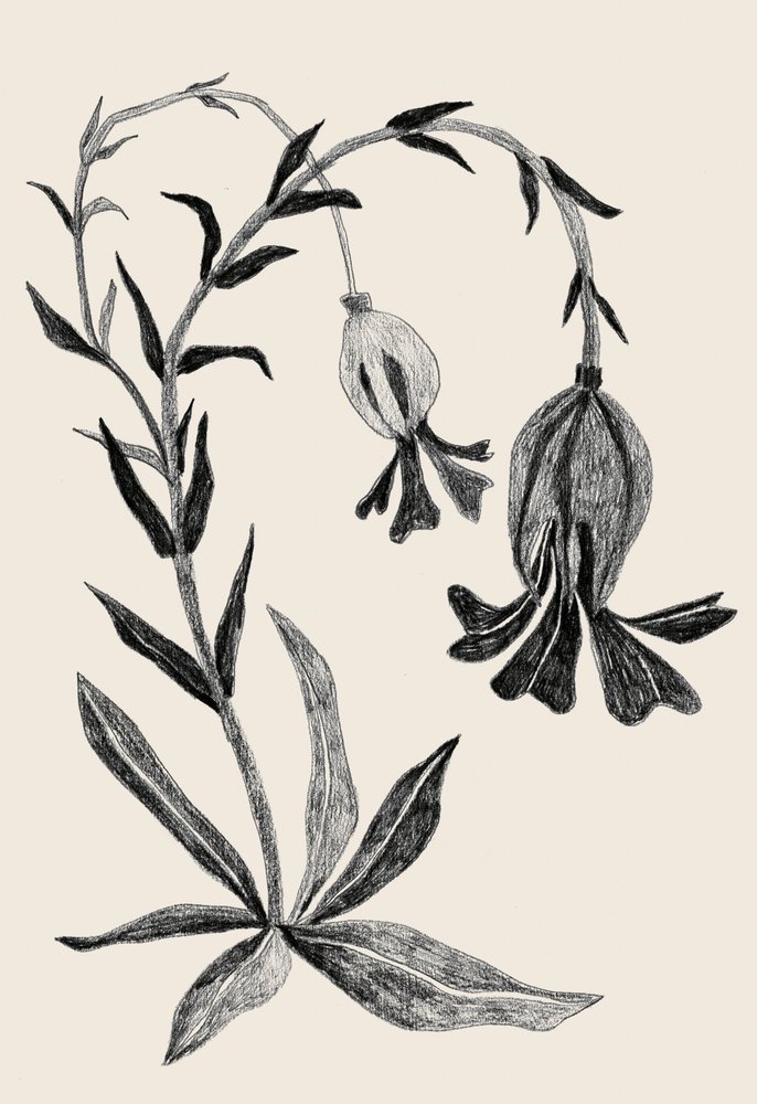 Elegant botanisk blomning av Catalina Somolinos