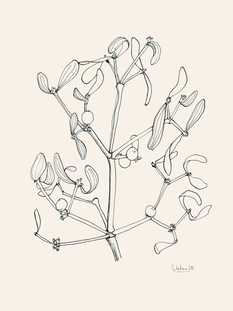 Julmistel – konturteckning av Catalina Somolinos