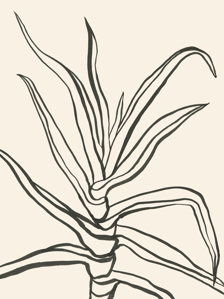 Minimalistisk växtöversikt av Catalina Somolinos