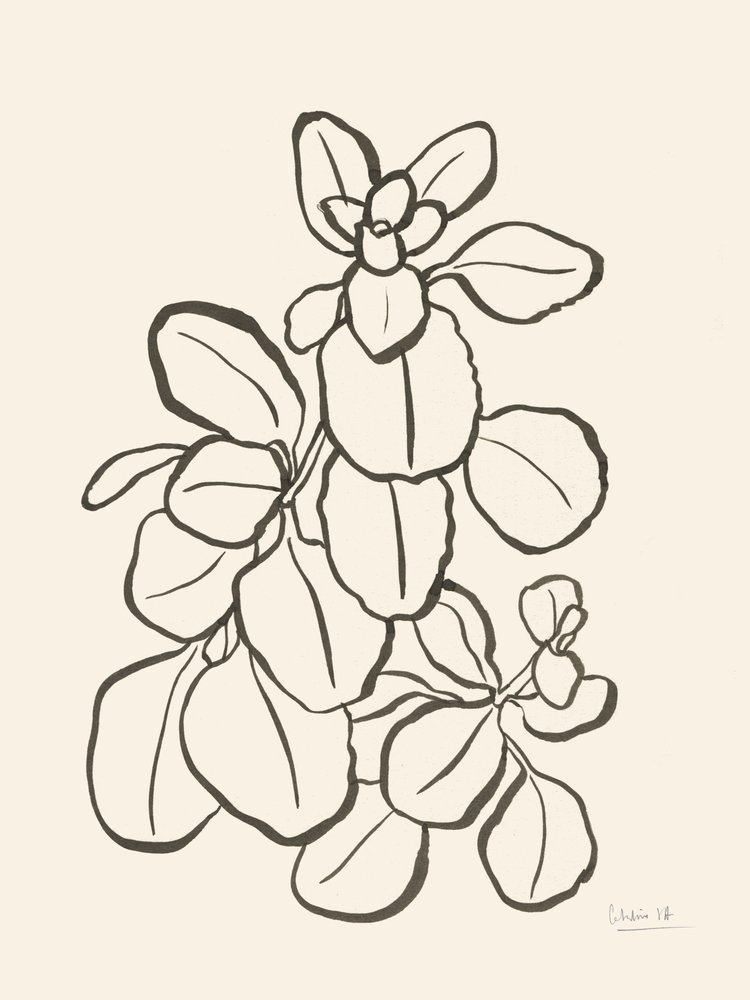 Teckning av ett ekologiskt blad av Catalina Somolinos