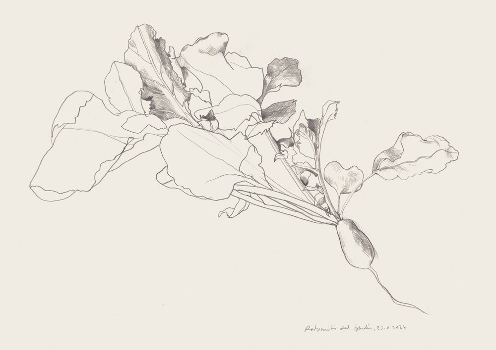 Botanisk teckning av rädisa av Catalina Somolinos