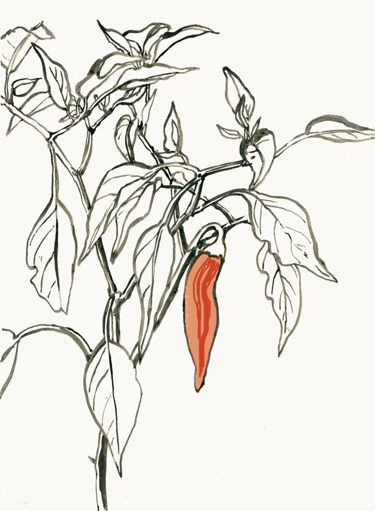 Livfull teckning av chili av Catalina Somolinos