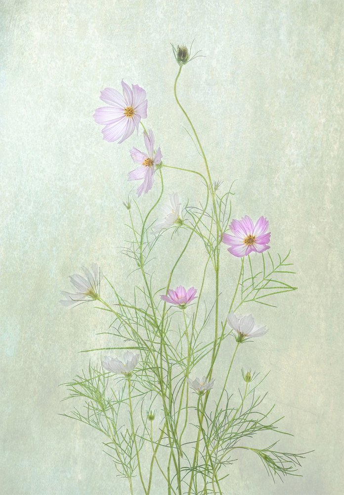 Fina kosmosblommor av Catherine Wang