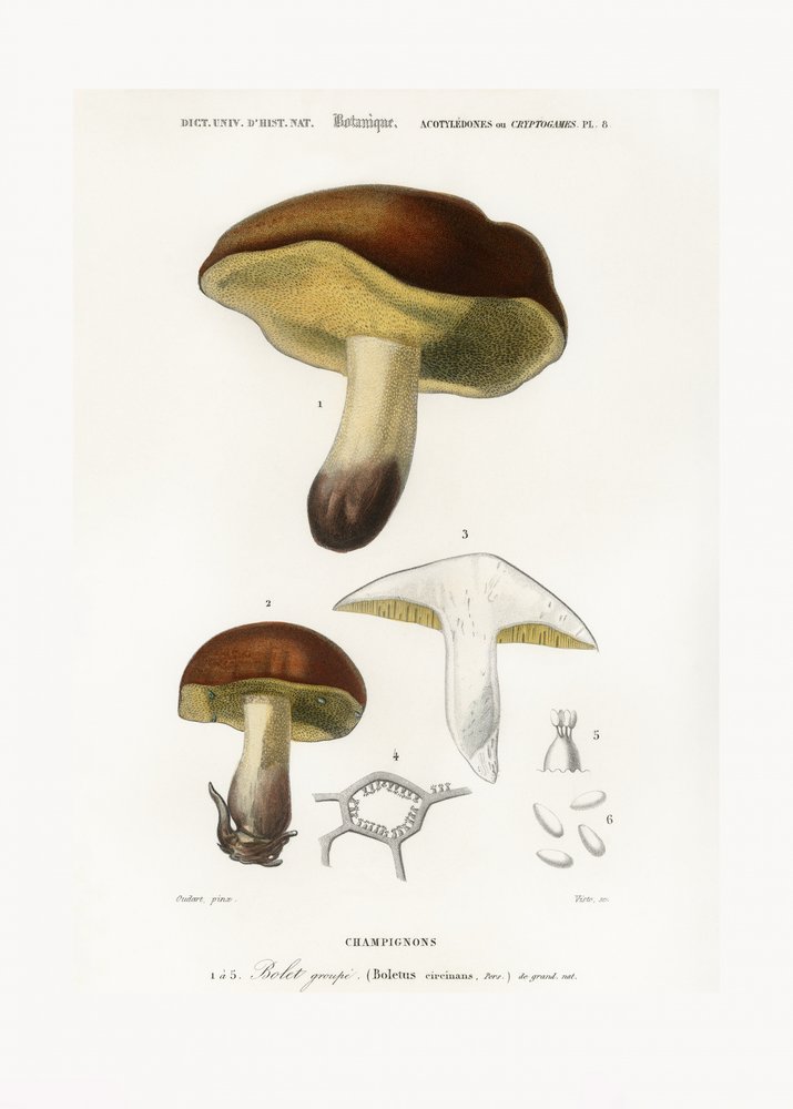 Mushroom (boletus Circinans) av Charles Dessalines D