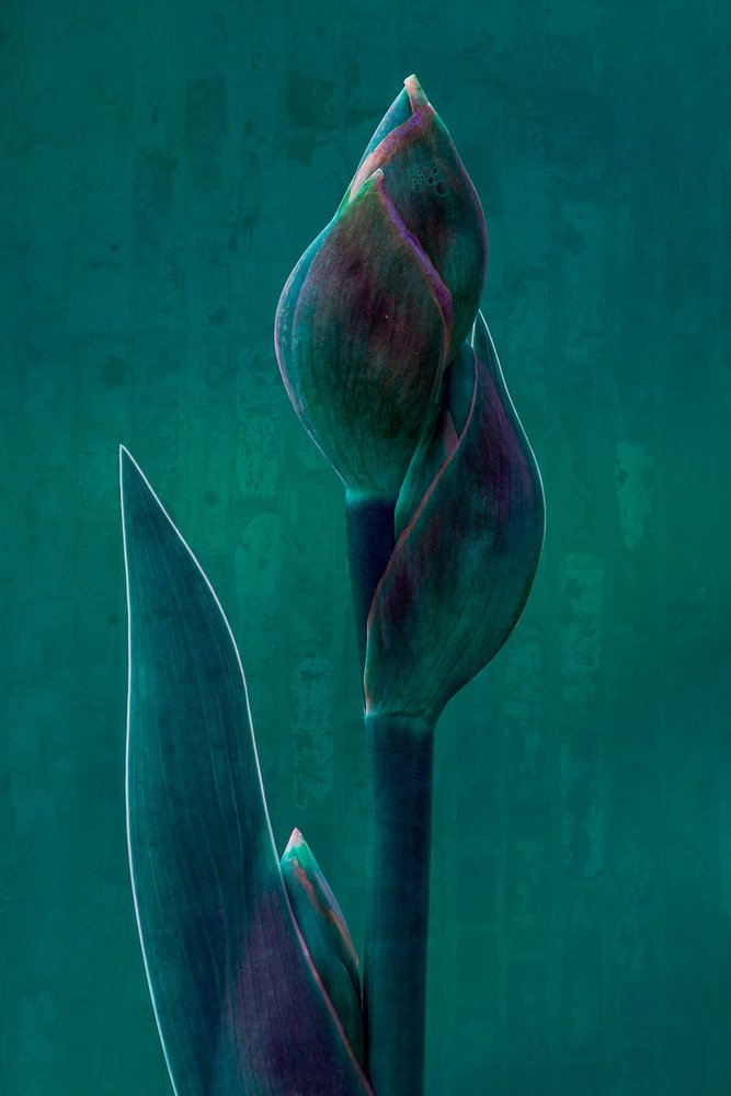 Moody Botanical Bloom av Chris Hamilton