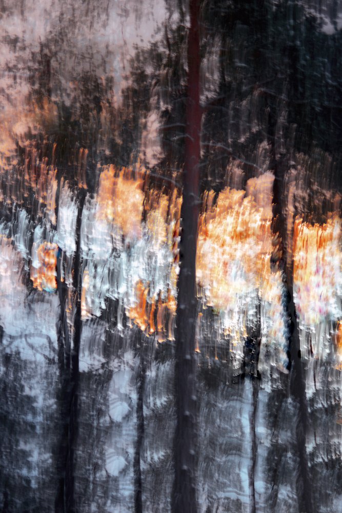 Sammanfattning: Skogsljus av Christina Sillen