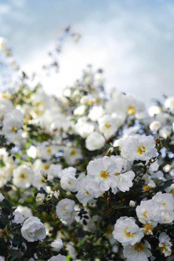 Blommande vita rosor av Christina Sillen