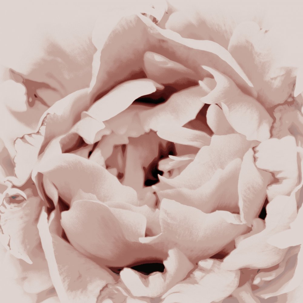 Rosa pion av Christina Sillen