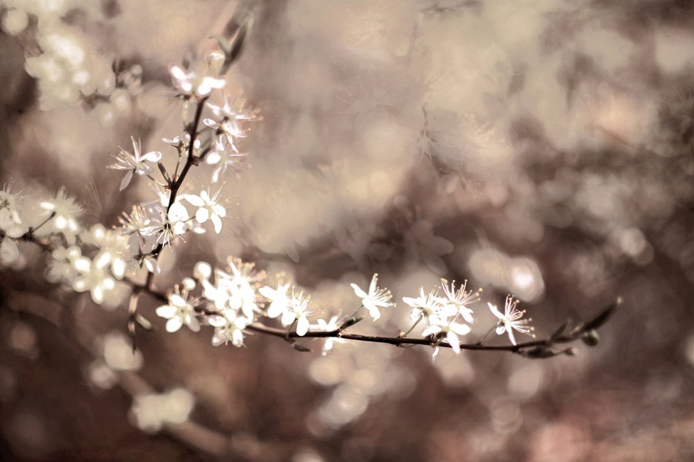 Ömtåliga blommor på grenarna av Christina Sillen