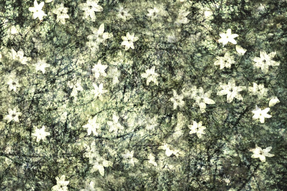 Ömtåliga trädgårdsblommor av Christina Sillen