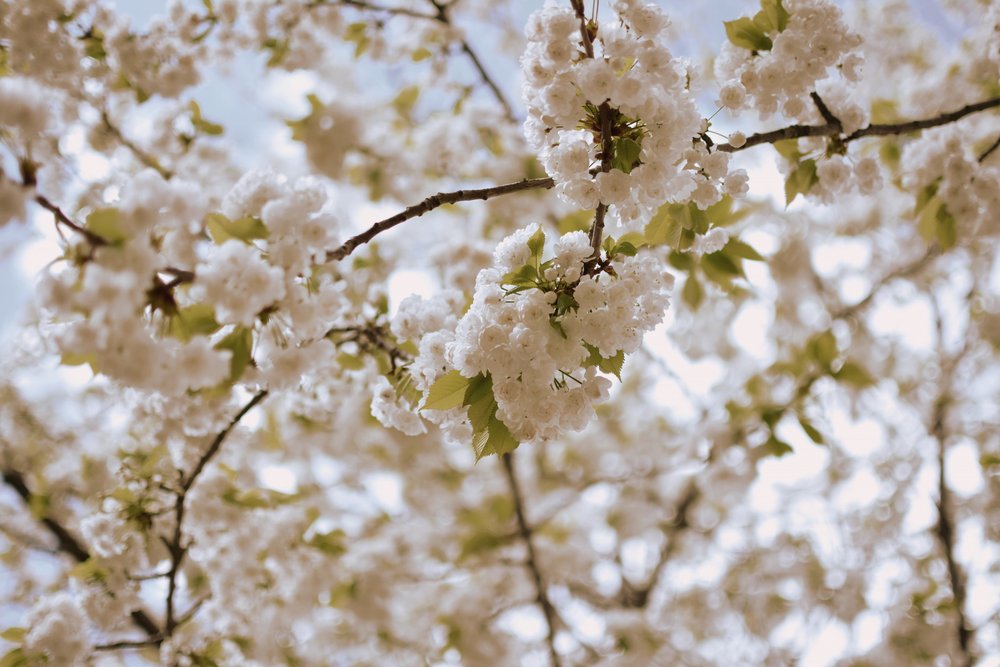 Ömtåliga vårblommor av Christina Sillen