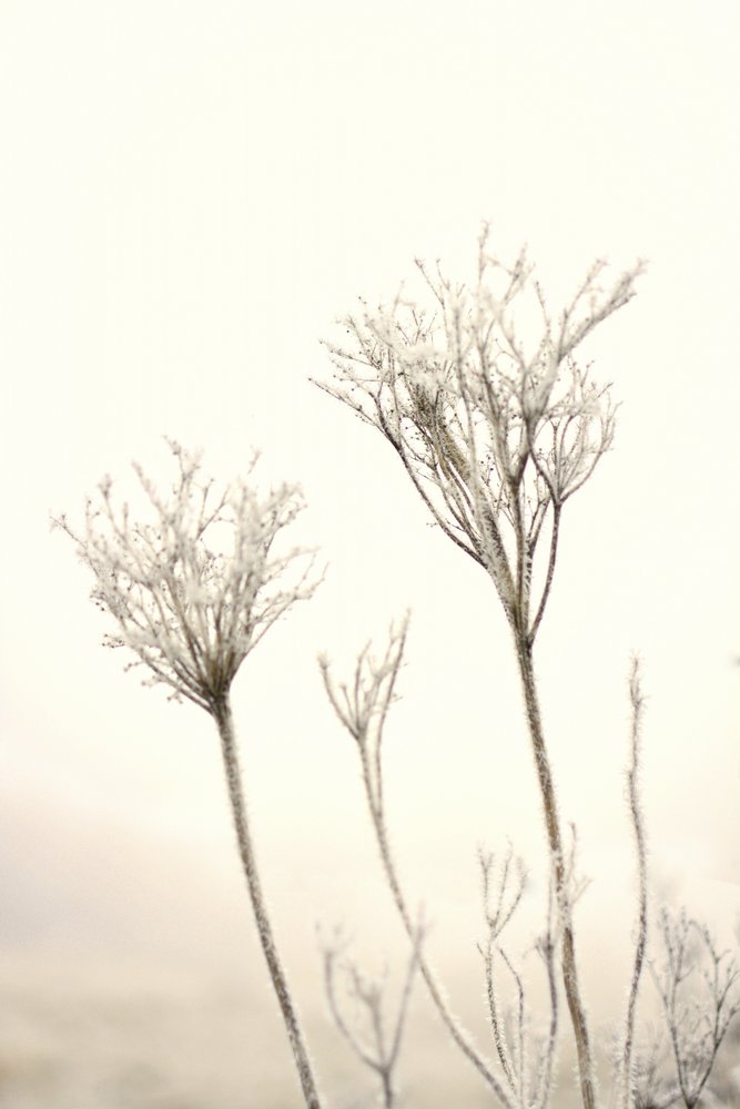 En mild vinterfrost av Christina Sillen