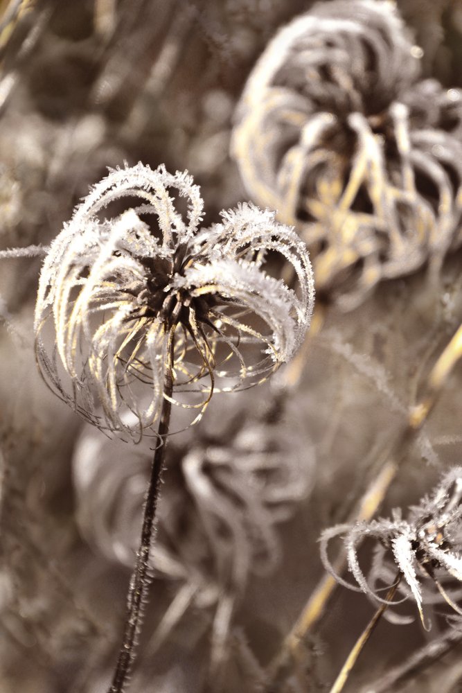 En mild vinterfrost av Christina Sillen