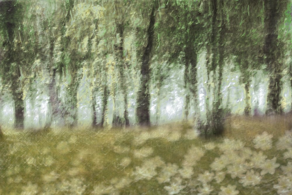 Drömlika skogsblommor av Christina Sillen