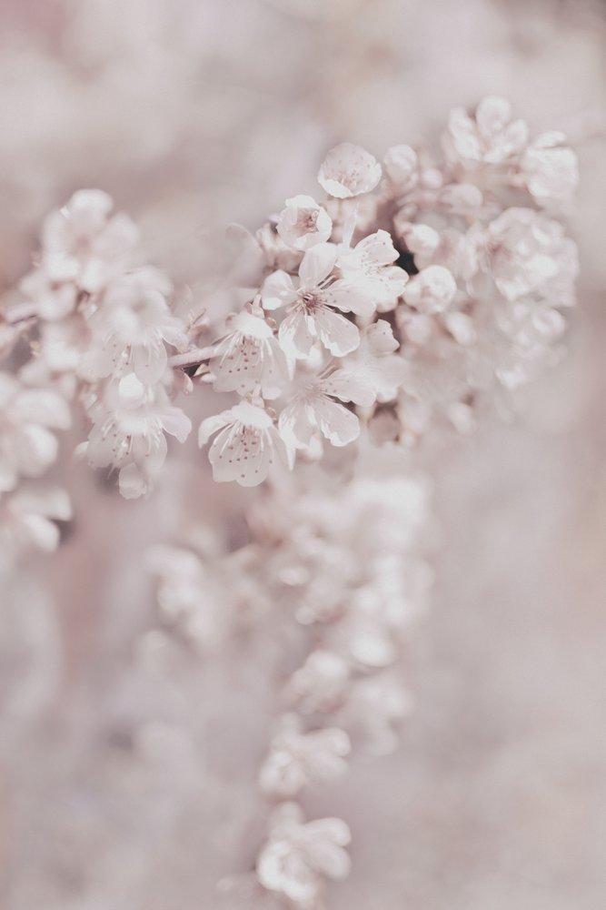 Drömlika rosa blommor av Christina Sillen