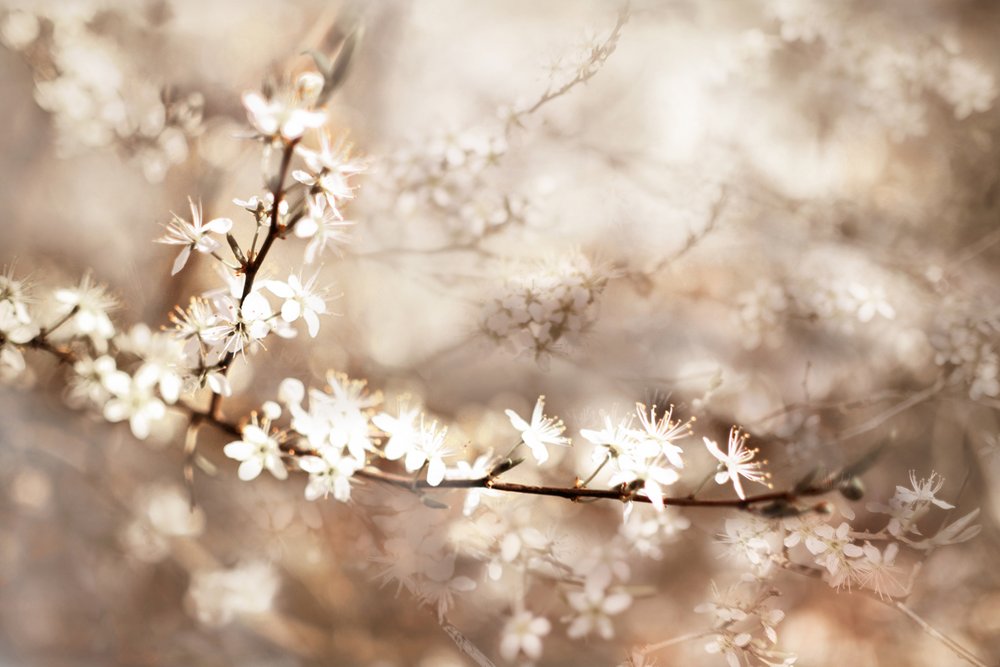 Drömlika vita blommor av Christina Sillen