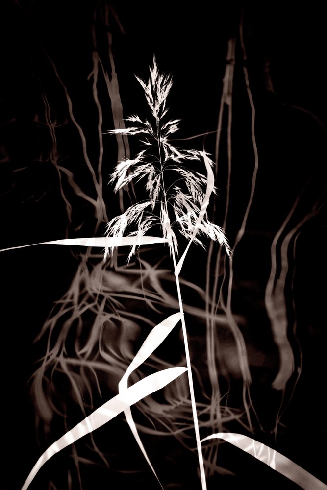 Elegant Sepia Reed av Christina Sillen