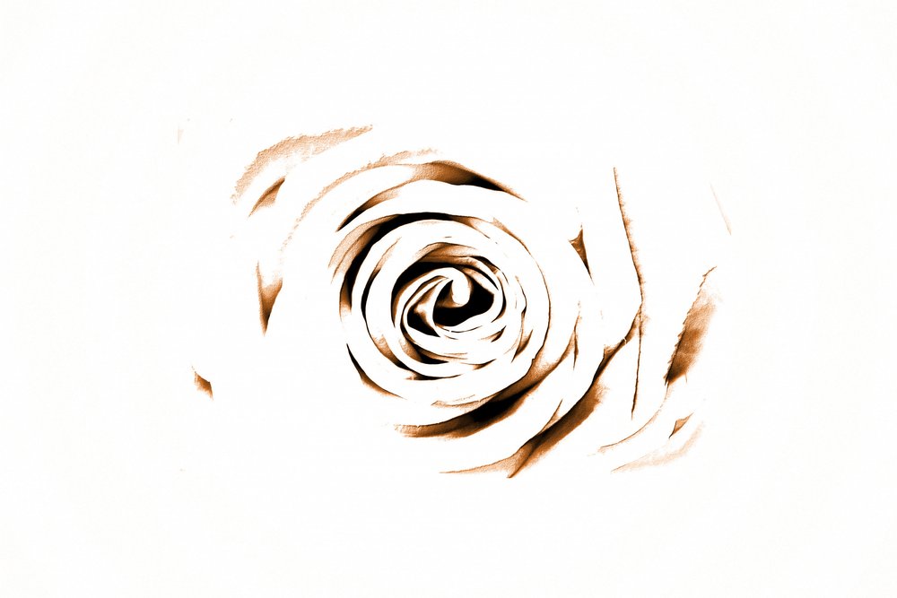 Elegant Sepia Rose av Christina Sillen