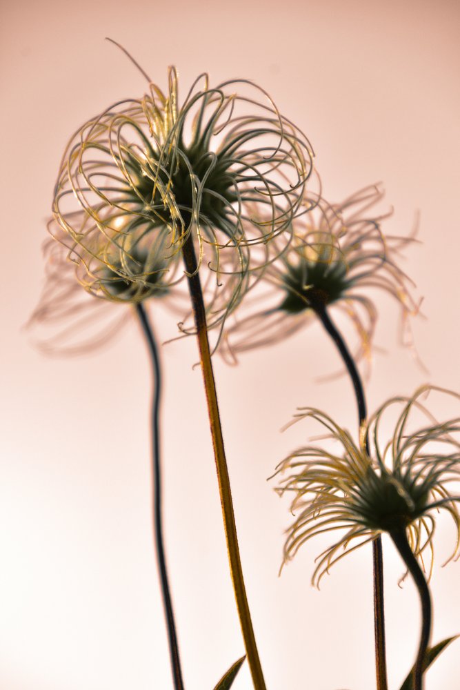 Eteriska botaniska former av Christina Sillen