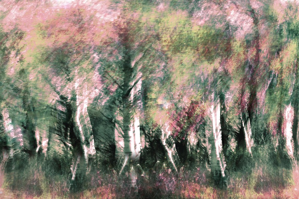 En dröm om en eterisk skog av Christina Sillen