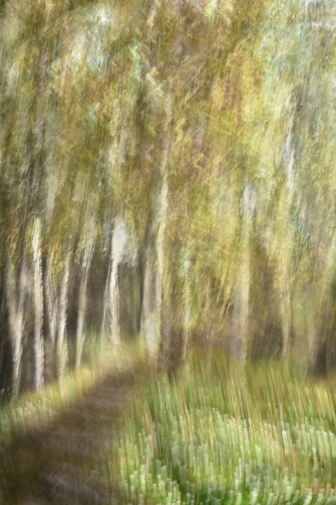 En promenad i den eteriska skogen av Christina Sillen