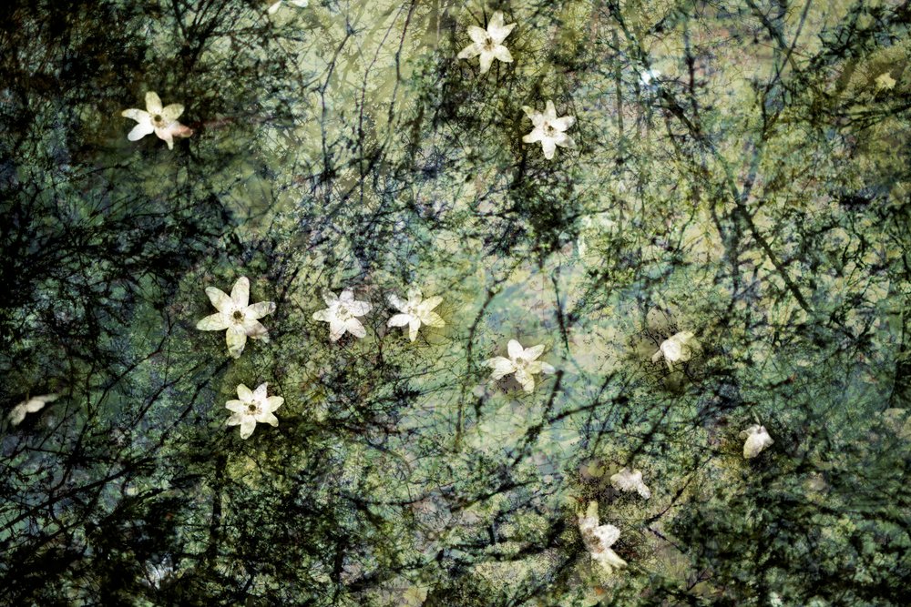 Svävande vita blommor av Christina Sillen