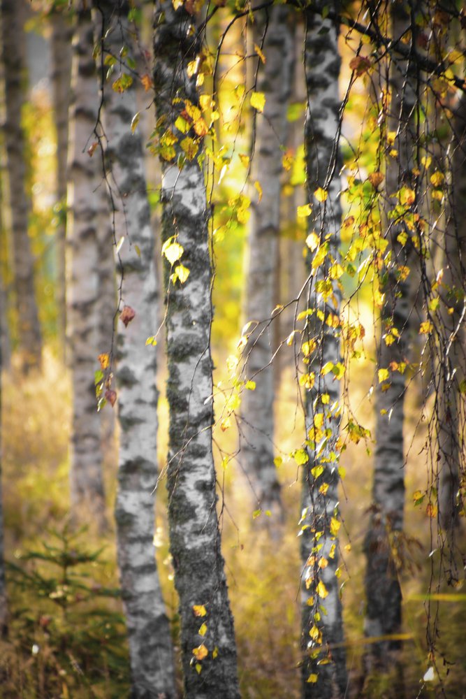 Guldbjörkskogen av Christina Sillen