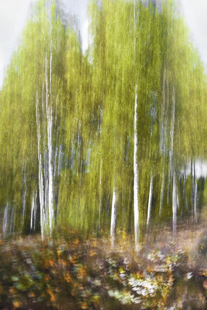 Sammanfattning av skogen med grön björk av Christina Sillen