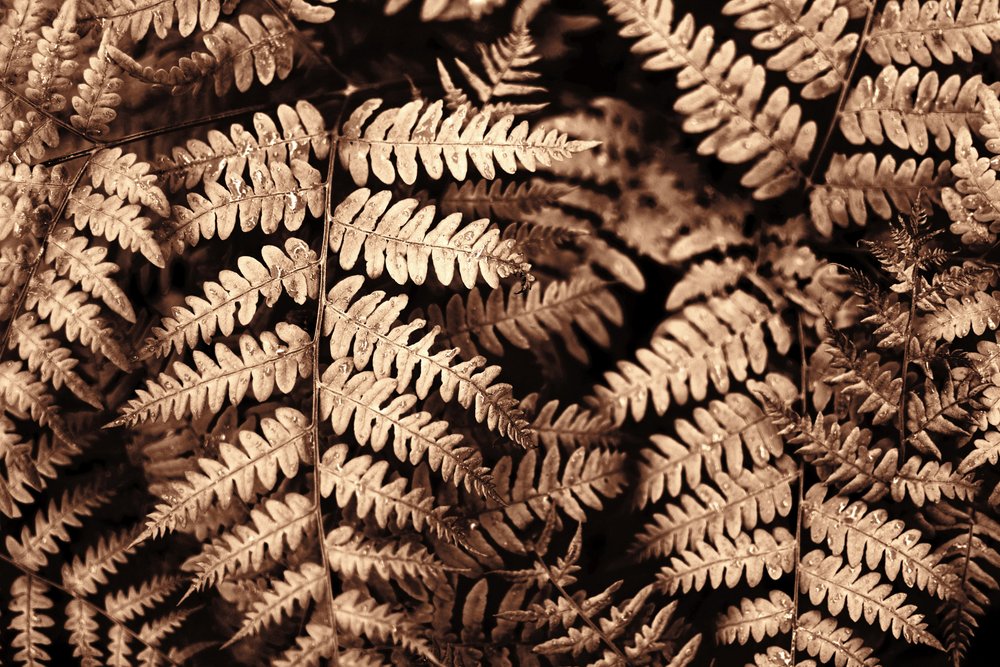 Intrikata ormbunkar i sepia av Christina Sillen