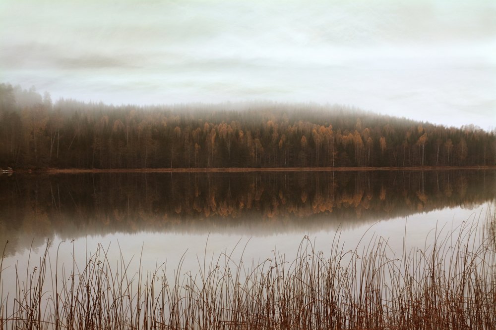 Reflektioner i den dimmiga skogen av Christina Sillen