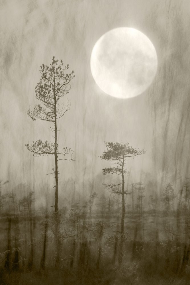 Misty Moon Over Bog av Christina Sillen
