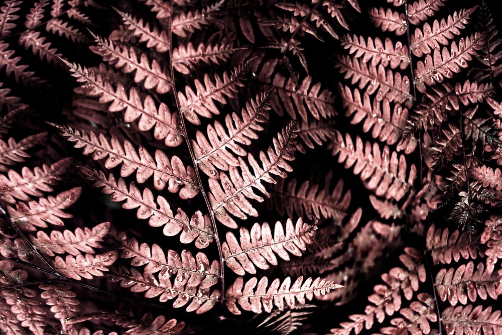Stämningsfulla rosa ormbunkar av Christina Sillen