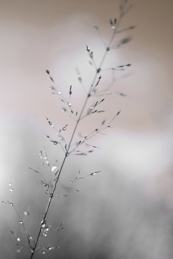 Morgondagg av Christina Sillen