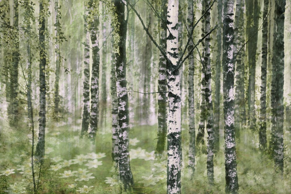 Den fridfulla björkskogen av Christina Sillen