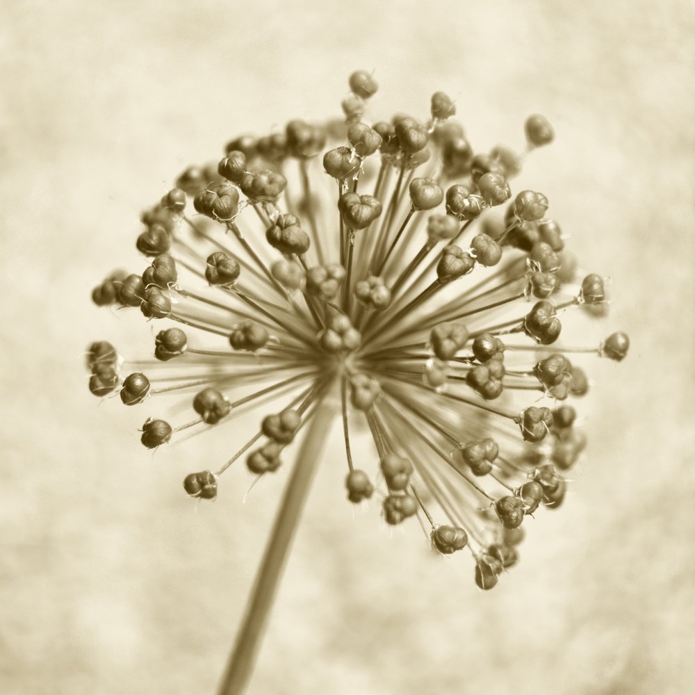 Sepia Allium-sfär av Christina Sillen