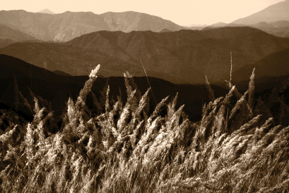 Sepia Mountain Grass av Christina Sillen