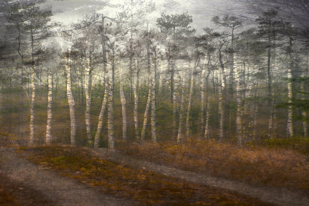 Den fridfulla björkskogen av Christina Sillen