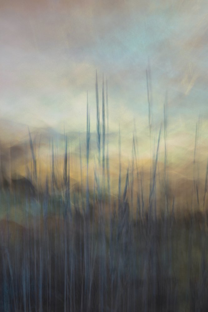 Serene Marsh Reeds av Christina Sillen
