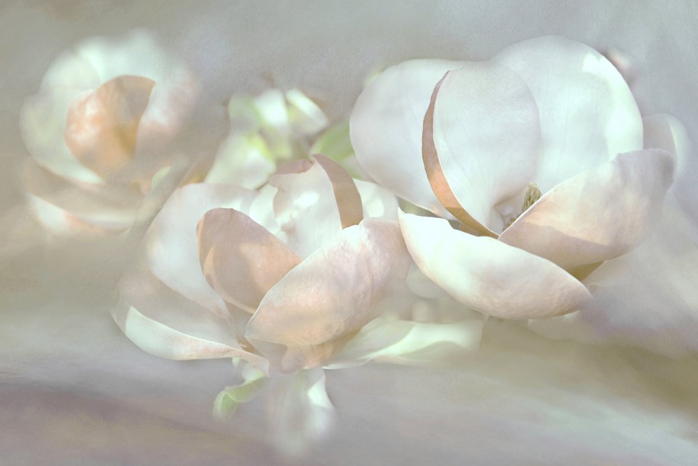 Mjuka magnoliablommor av Christina Sillen