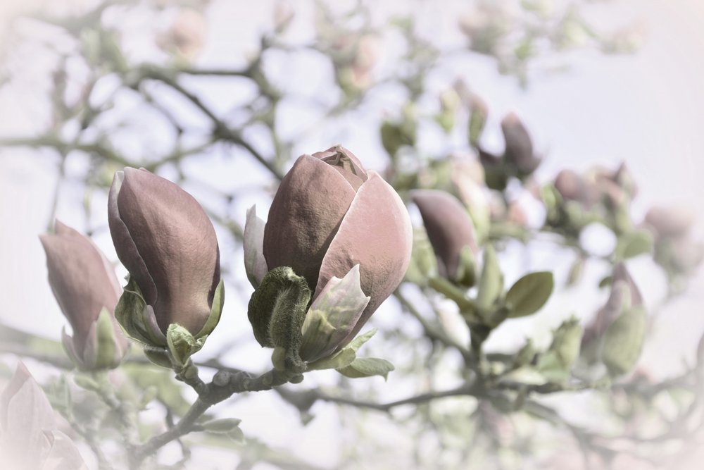 Soft Magnolia Buds av Christina Sillen
