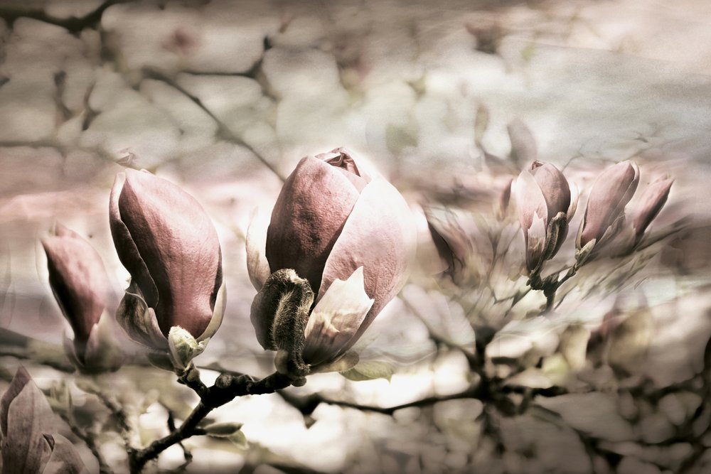 Soft Magnolia Buds av Christina Sillen