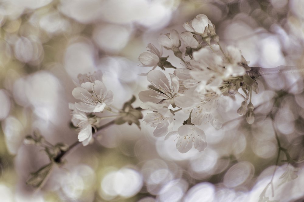 Mjuka vårblommor av Christina Sillen