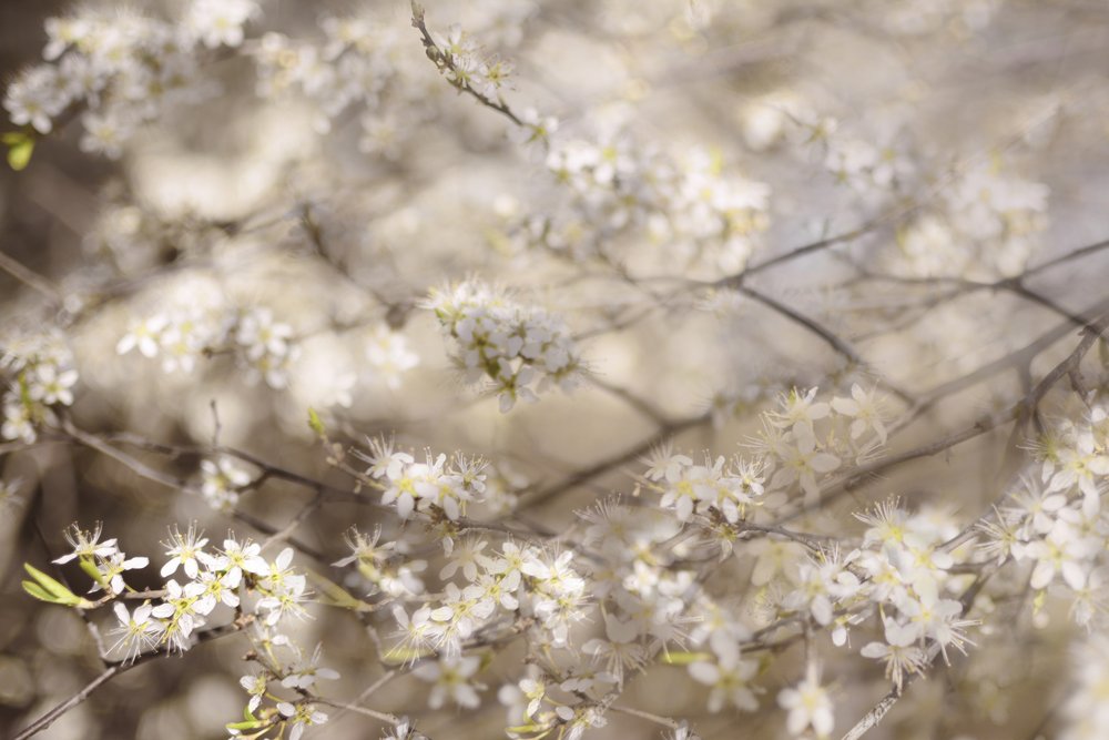 Vita vårblommor av Christina Sillen