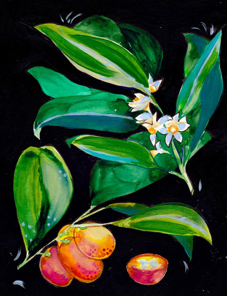 Apelsinfrukt och blommor av Christine Lindstrom