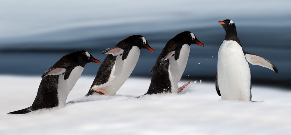 Gentoo-pingvinens rörelser av Chuanxu Ren