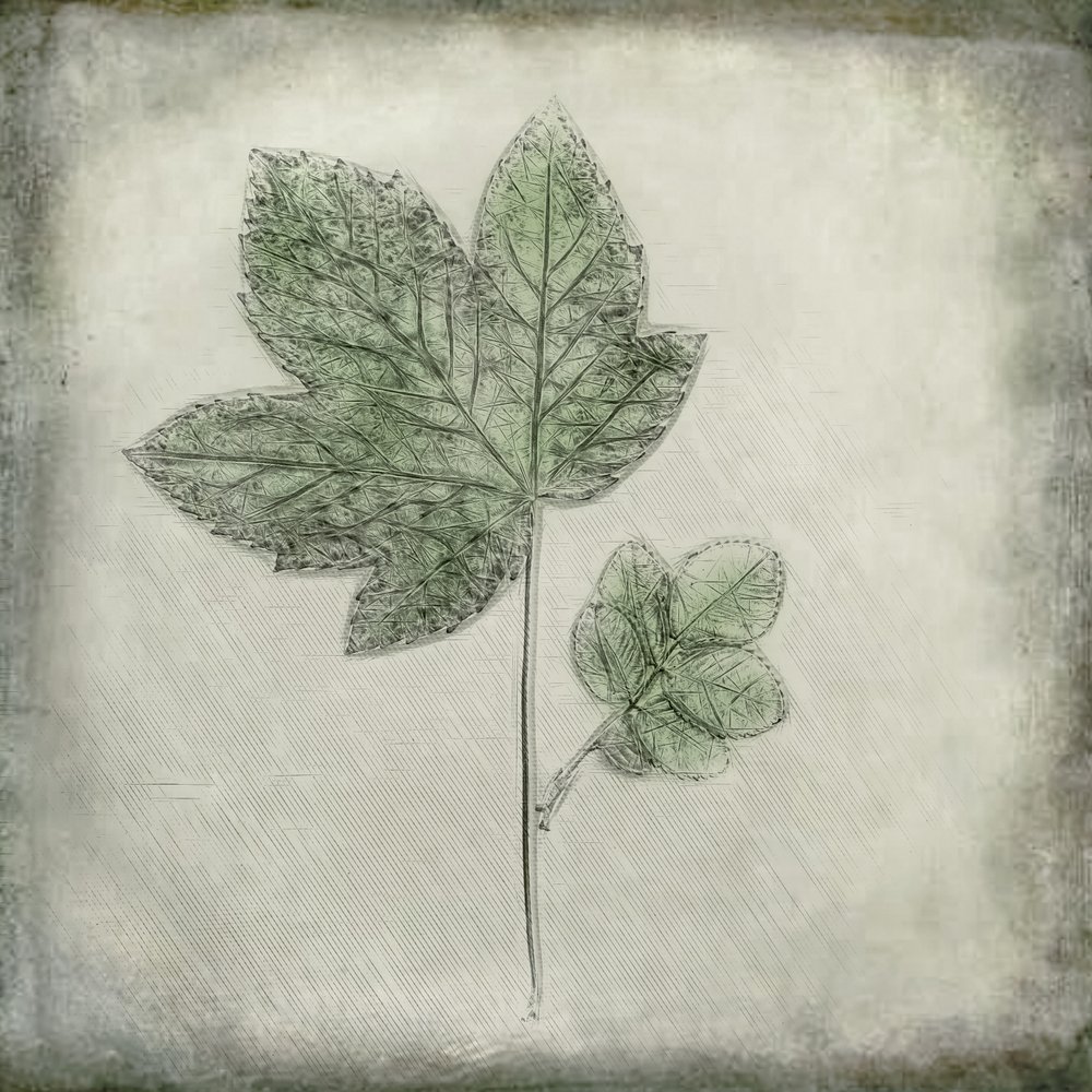 Eleganta gröna blad av Cicek Kiral
