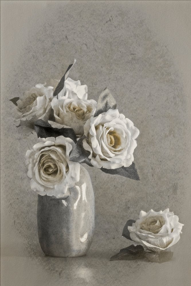 Eleganta vita rosor av Cicek Kiral