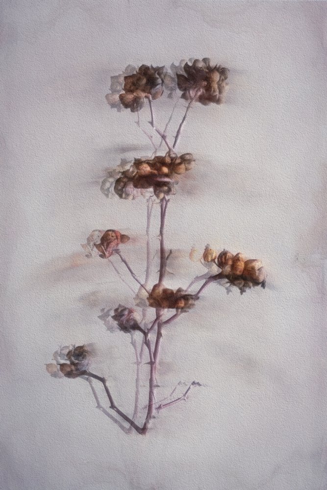 Mjuka torkade växter av Cicek Kiral
