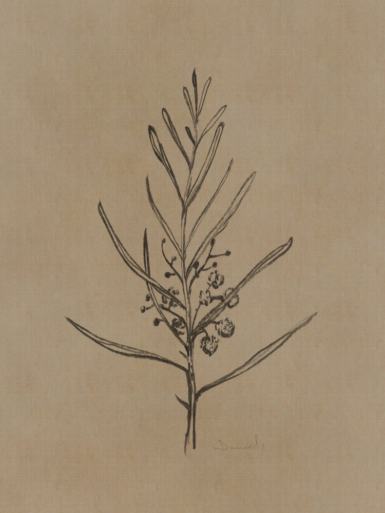 Blackwood-trädplantor av Dan Hobday